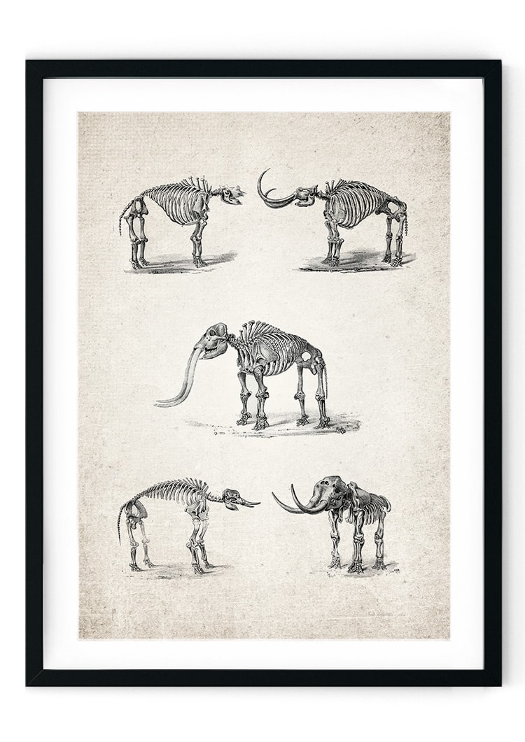 Woolly Mammoth Giclee Print
