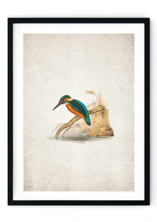 Kingfisher Giclee Print