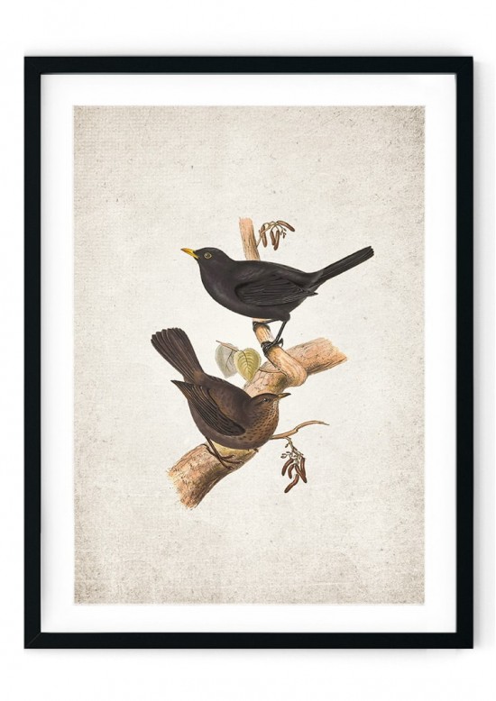 Blackbird Giclee Print