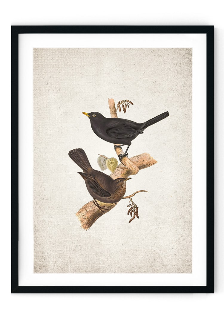 Blackbird Giclee Print