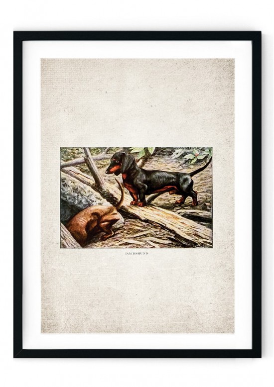 Dachshund Sausage Dog Giclee Print, For Dog Lovers!