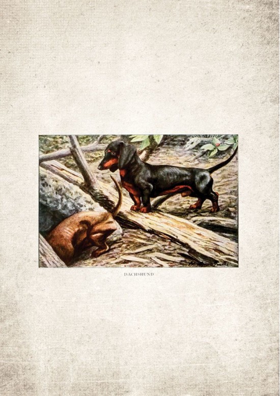 Dachshund Sausage Dog Giclee Print, For Dog Lovers!