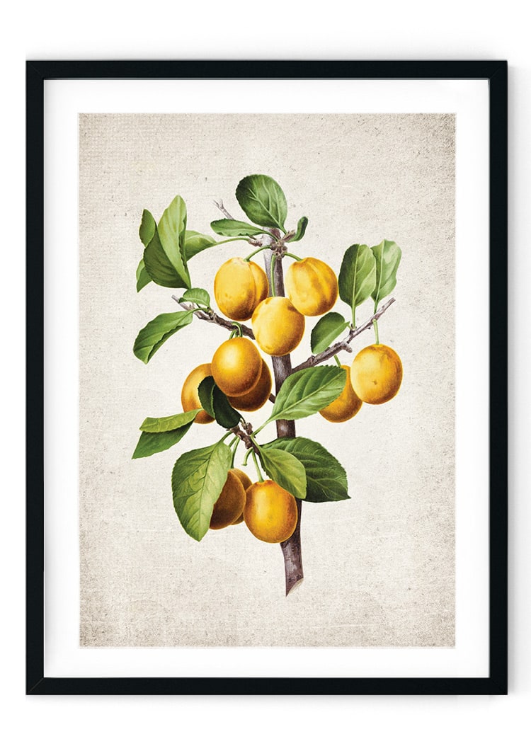 Lemon Giclee Print