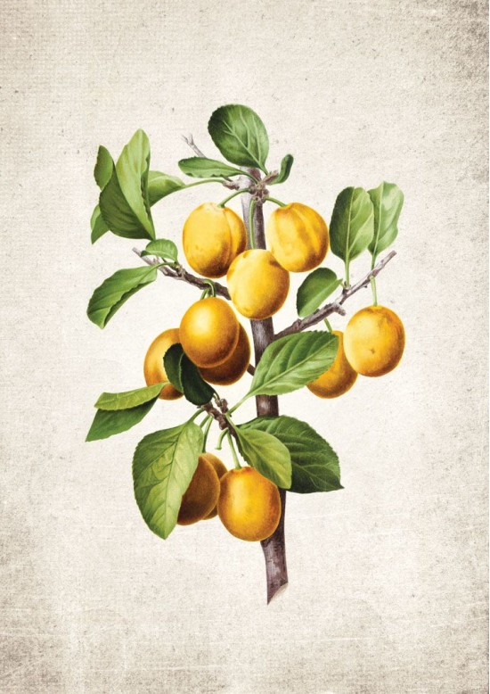Lemon Giclee Print Lemon Giclee Print