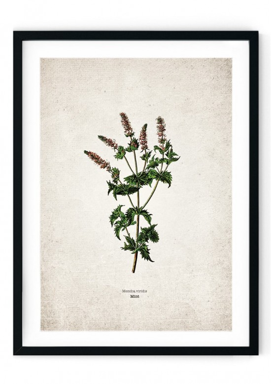 Mint Kitchen Herb Giclee Print