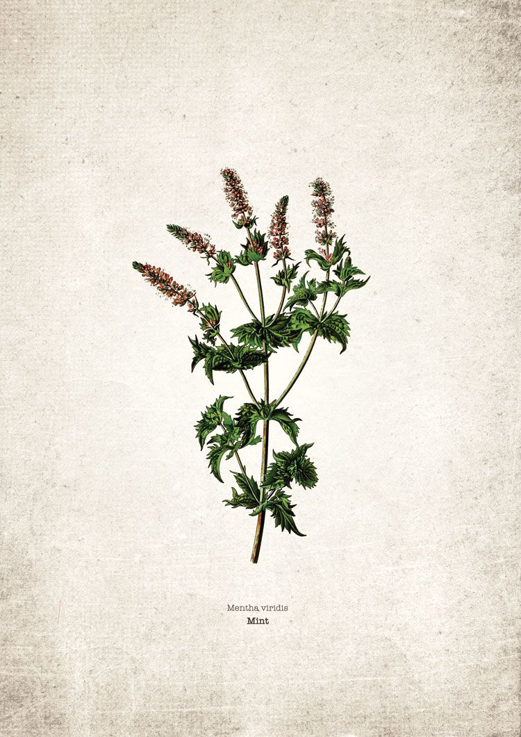 Mint Kitchen Herb Giclee Print Mint Kitchen Herb Giclee Print