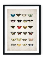 Colourful Butterfly Plate Giclee Print