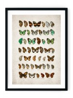 Butterflies Plate Giclee Print