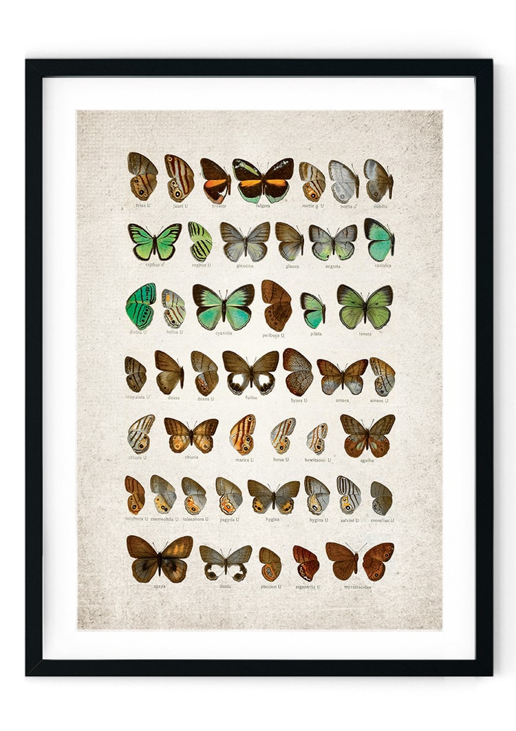Butterflies Plate Giclee Print