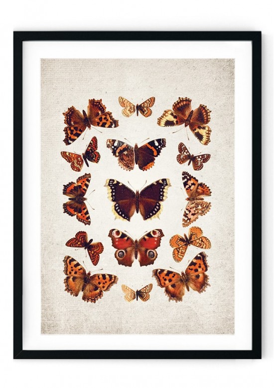 English Butterflies Giclee Print