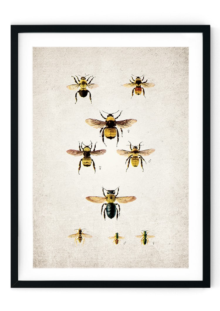 Bumble Bee #2 Giclee Print