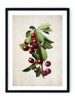 Cherries Giclee Print