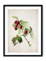Raspberries Giclee Print