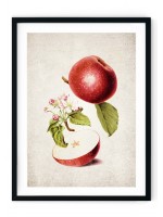 Apple Giclee Print
