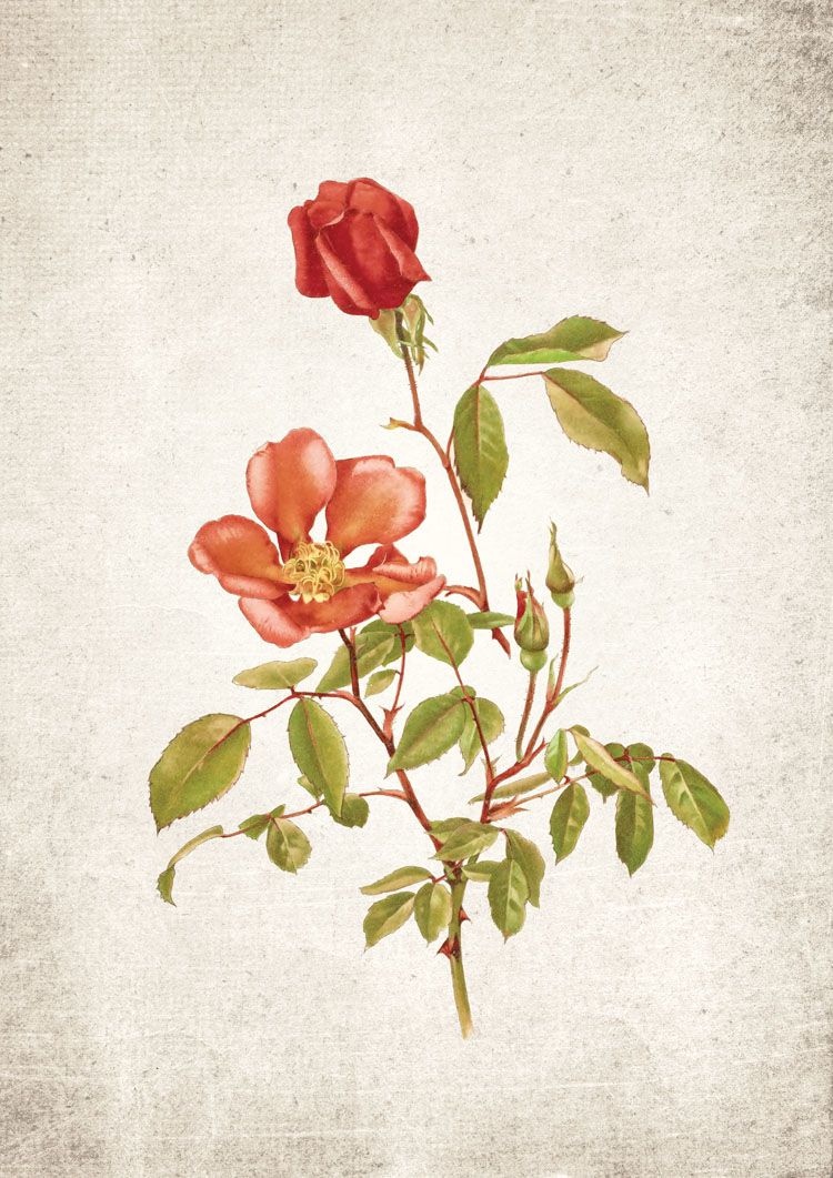Red Rose Giclee Print