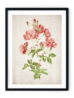 Rose Giclee Print