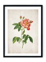 Rose #6 Giclee Print