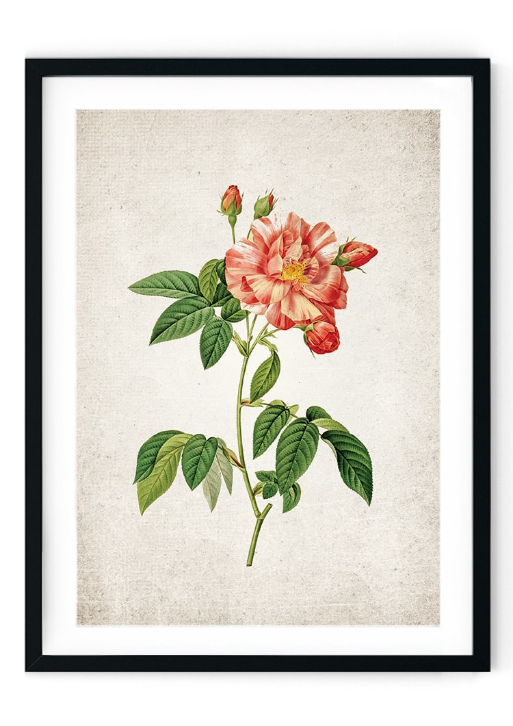 Rose #6 Giclee Print