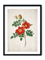 Rose #3 Giclee Print