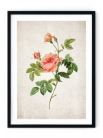 Rose #5 Giclee Print