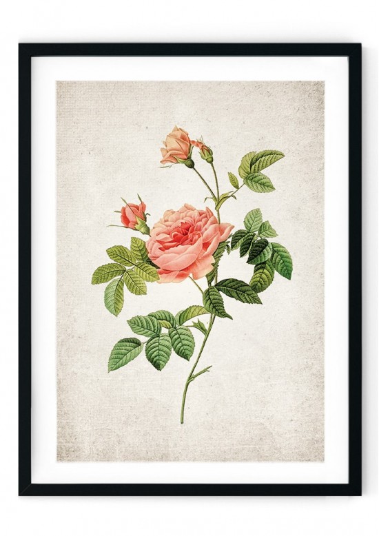 Rose #5 Giclee Print