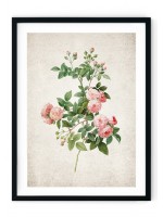 Rose #2 Giclee Print