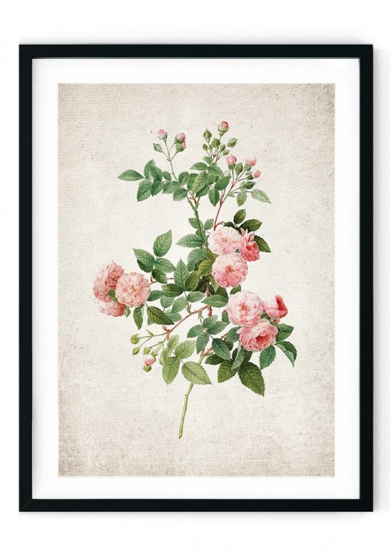 Rose #2 Giclee Print