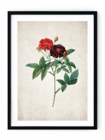 British Rose Giclee Print