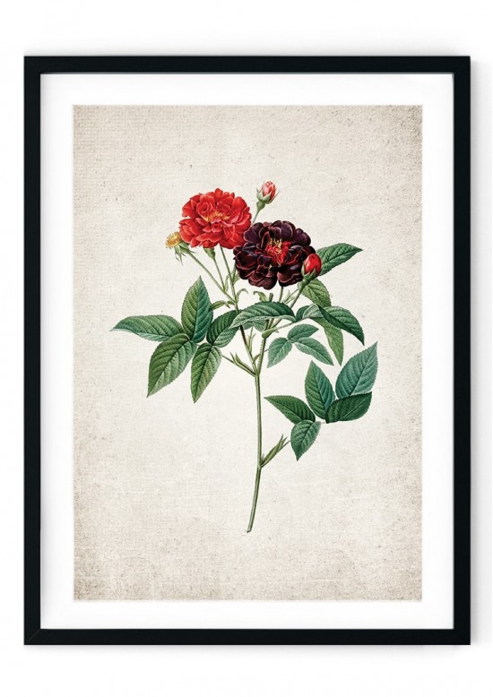 British Rose Giclee Print