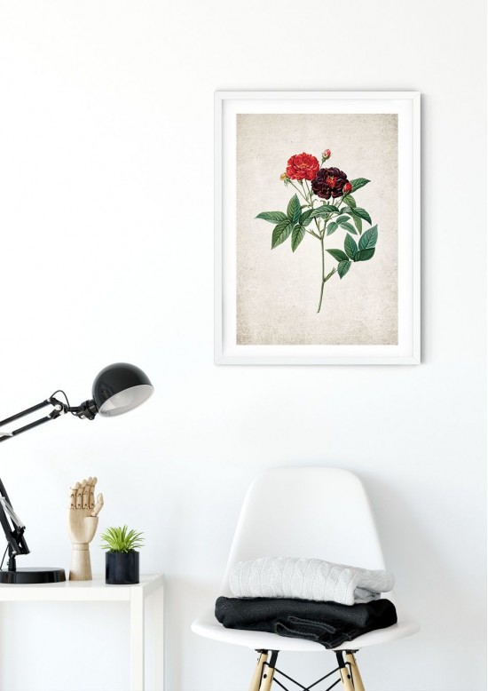British Rose Giclee Print