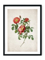 British Rose #2 Giclee Print