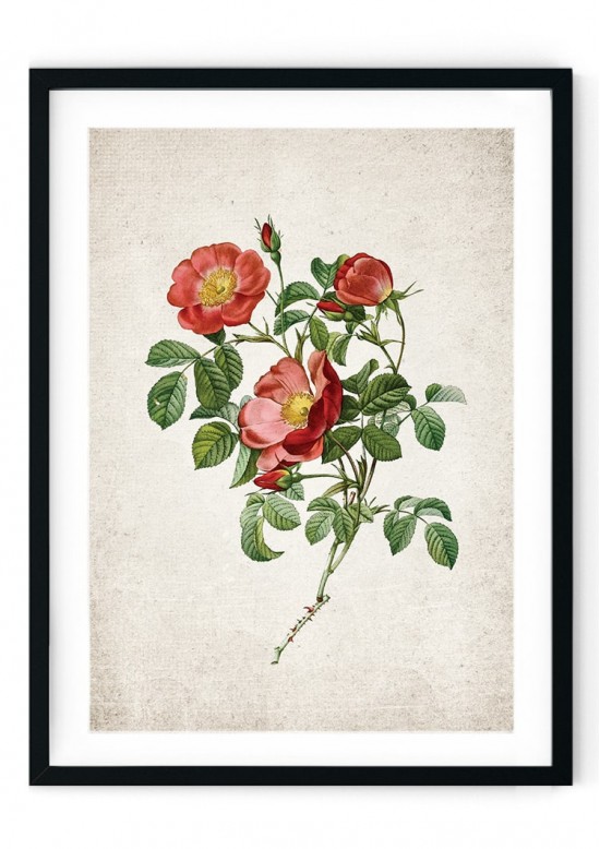 British Rose #2 Giclee Print