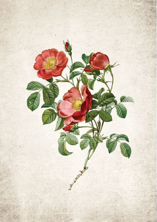 British Rose #2 Giclee Print