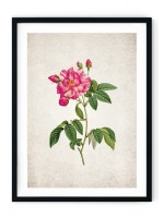 British Rose #3 Giclee Print