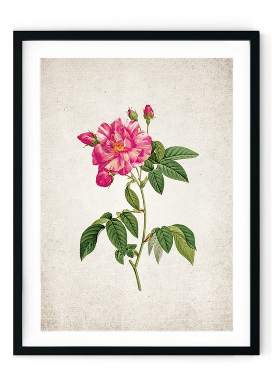 British Rose #3 Giclee Print