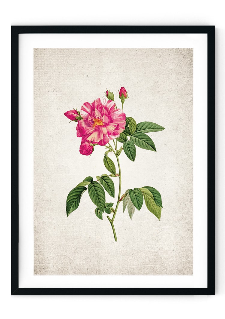 British Rose #3 Giclee Print