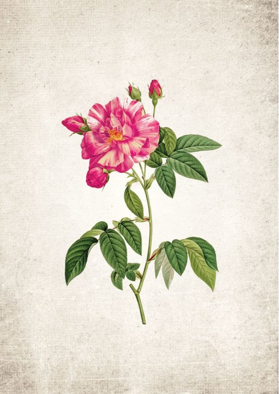 British Rose #3 Giclee Print