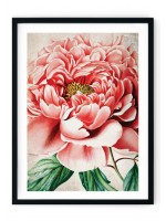 Japenese Peoney Giclee Print
