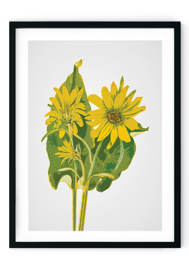 Sunflower Giclee Print
