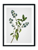 Bluebell Giclee Print