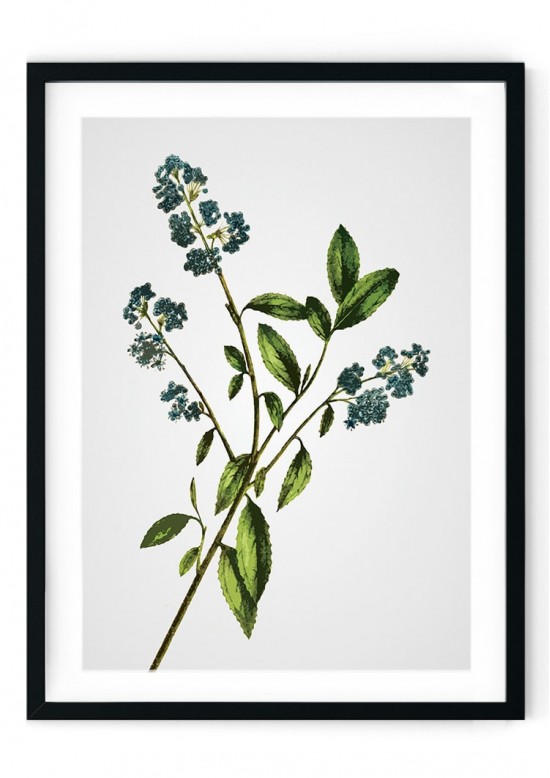 Bluebell Giclee Print