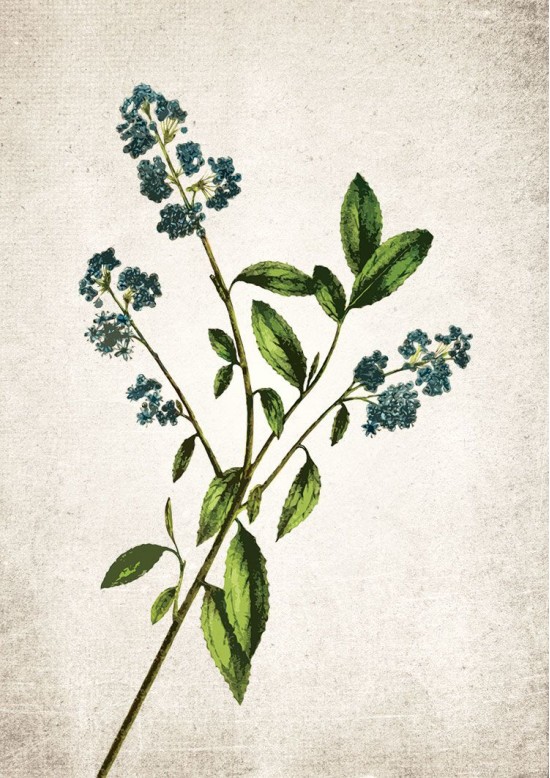 Bluebell Giclee Print