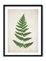 Fern Giclee Print