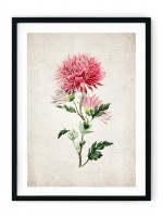 Japanese Chrysanthemum Giclee Print