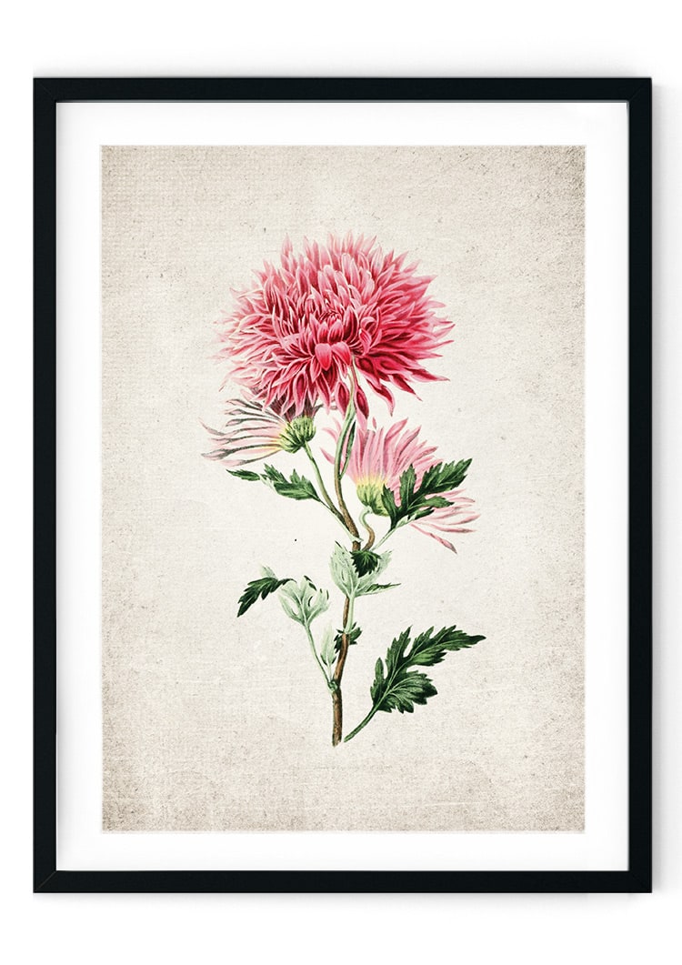 Japanese Chrysanthemum Giclee Print