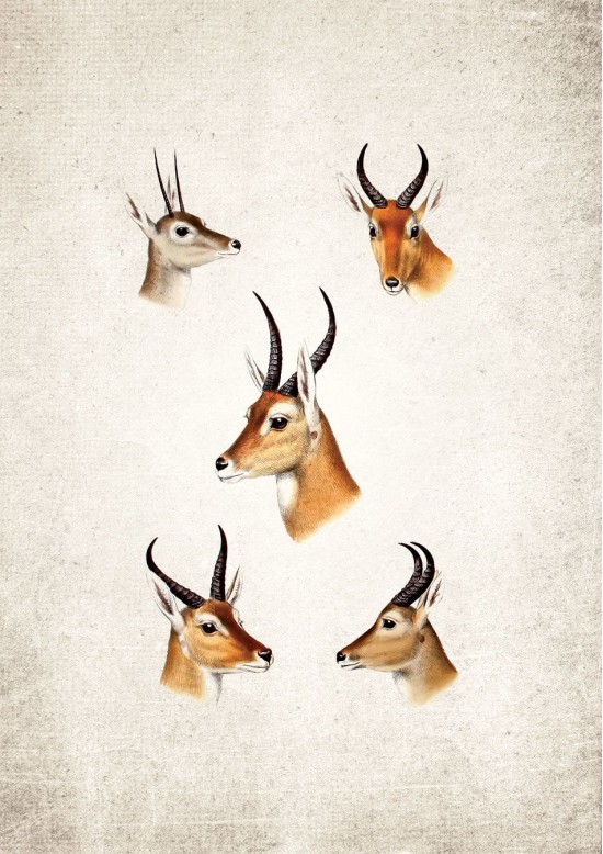 South African Game Giclee Print South African Game Giclee Print