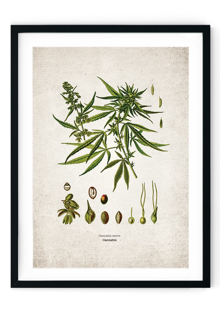 Herbal Plant Giclee Print