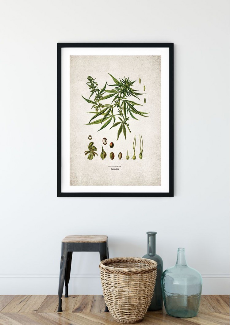 Herbal Plant Giclee Print
