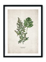 Absynth Plant Alcohol Giclee Print
