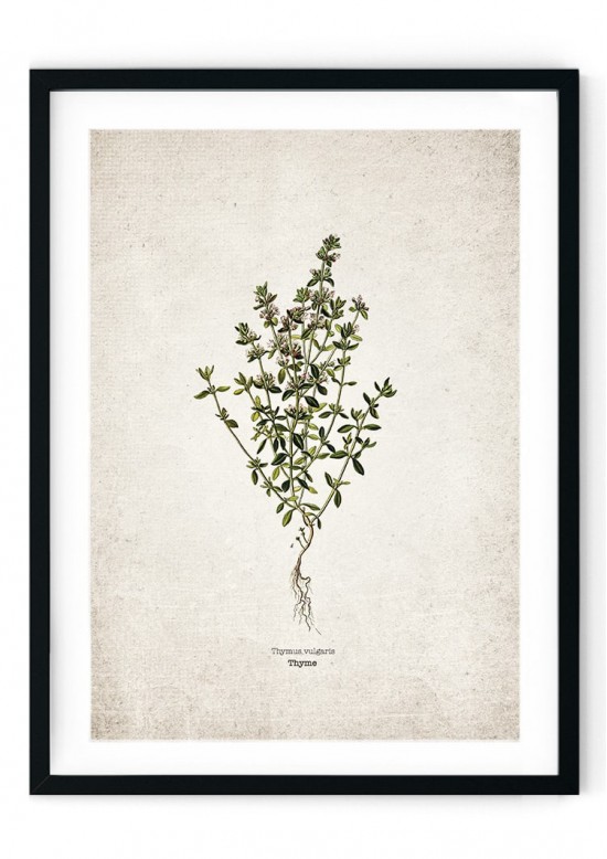 Thyme Kitchen Herb Giclee Print